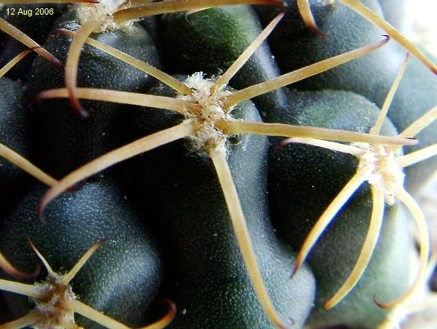 Gymnocalycium _marsoneri ssp.marsoneri _GC434.03 _04